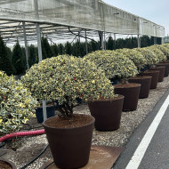 Ilex aquifolium 'Argentea Marginata'