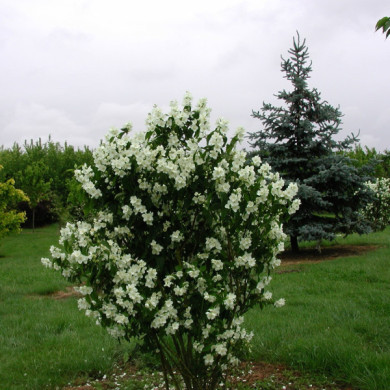 Philadelphus coronarius