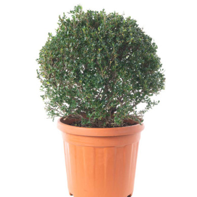 Ilex crenata 'Glory Gem'