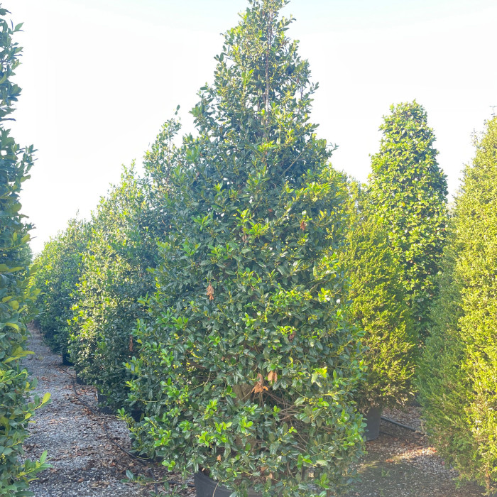 Ilex 'Nellie R. Stevens'