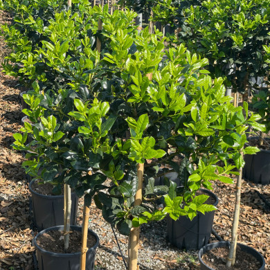Ilex 'Nellie R. Stevens'