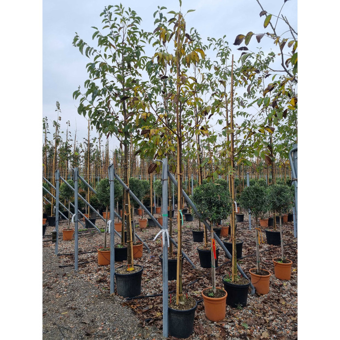 Juglans regia