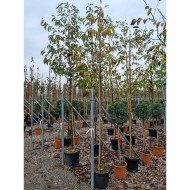 Juglans regia