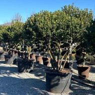 Ilex x meserveae Blue Angel® 'Conang'