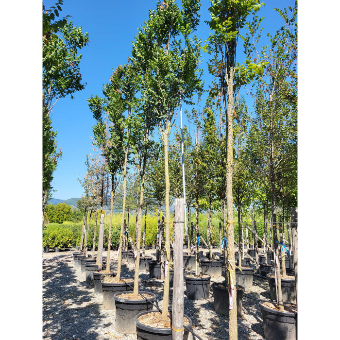 Koelreuteria paniculata 'Fastigiata'
