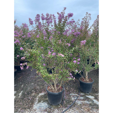 Lagerstroemia indica violet