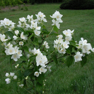 Philadelphus coronarius