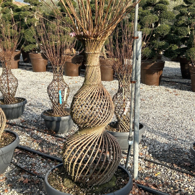 Lagerstroemia indica Blanc