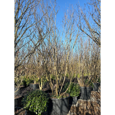 Lagerstroemia indica blanc