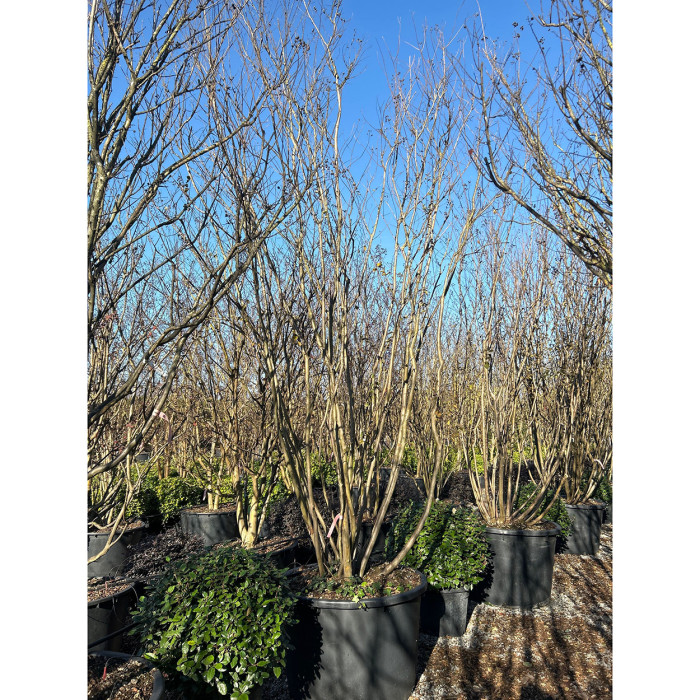 Lagerstroemia indica blanc