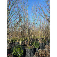 Lagerstroemia indica blanc