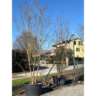 Lagerstroemia indica rose