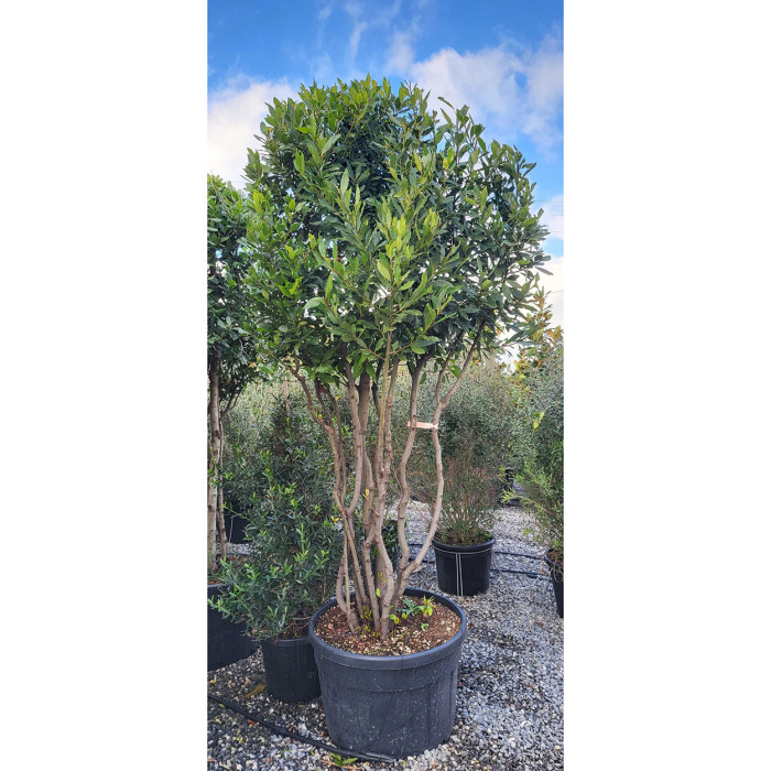 Laurus nobilis