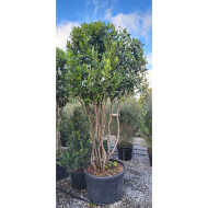 Laurus nobilis