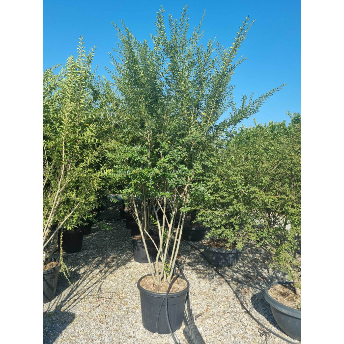 Ligustrum ibota