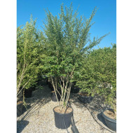 Ligustrum ibota