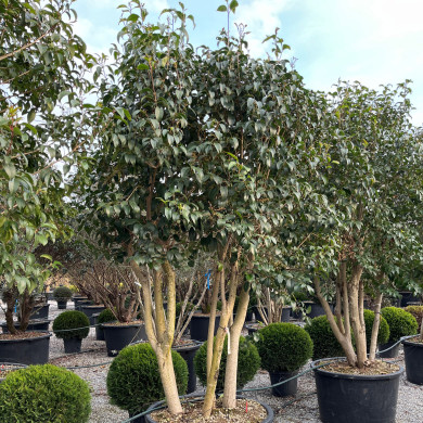 Ligustrum japonicum