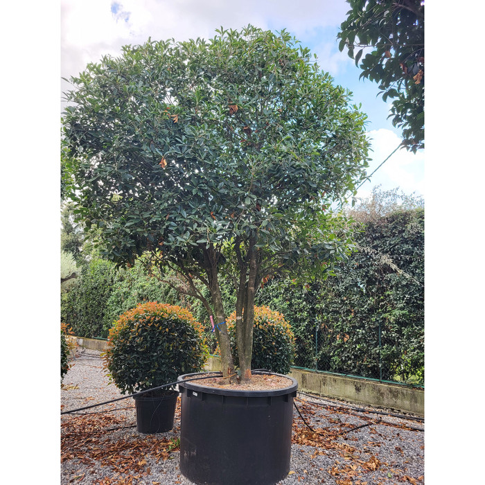 Osmanthus armatus