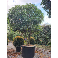 Osmanthus armatus