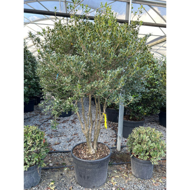 Osmanthus heterophyllus