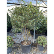 Osmanthus heterophyllus