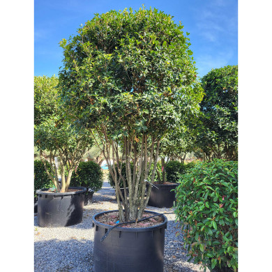 Osmanthus x fortunei