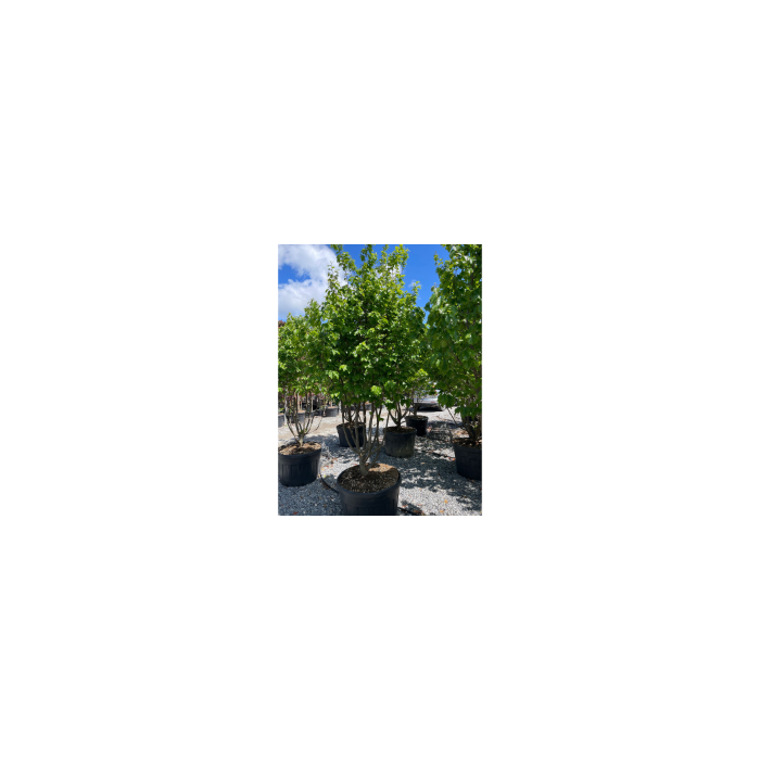 Parrotia persica