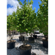 Parrotia persica