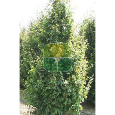 Parrotia persica 'Vanessa"