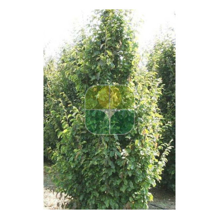 Parrotia persica 'Vanessa"