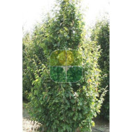 Parrotia persica 'Vanessa"