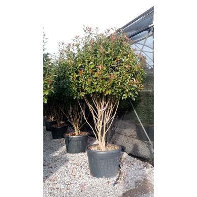Photinia x fraseri 'Red Robin'