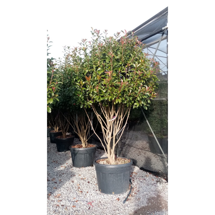 Photinia x fraseri 'Red Robin'