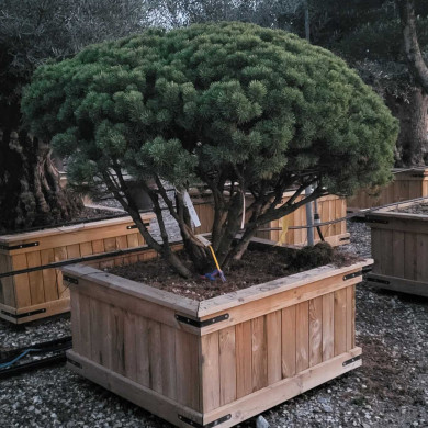 Pinus mugo 'Mops'