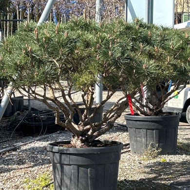 Pinus nigra 'Pierrick Brégeon' BREPO®