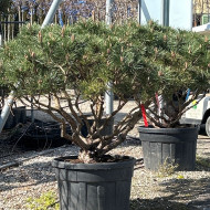 Pinus nigra 'Pierrick Brégeon' BREPO®