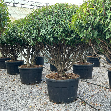 Prunus lusitanica 'Angustifolia'