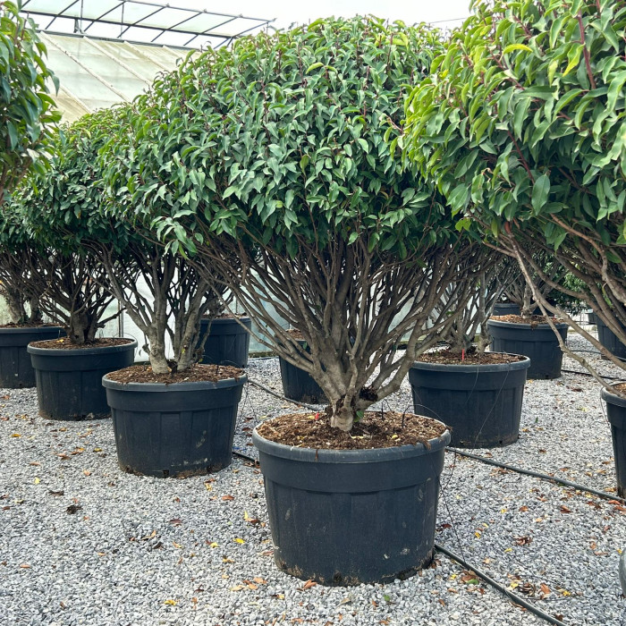 Prunus lusitanica 'Angustifolia'