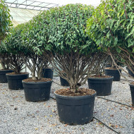 Prunus lusitanica 'Angustifolia'
