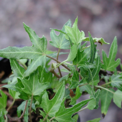 Hedera helix 'Needle Point'