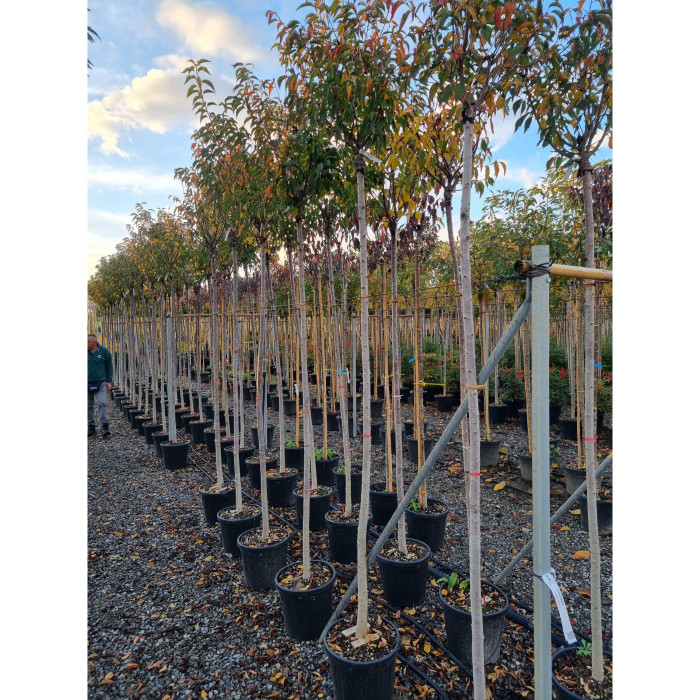 Prunus 'Umineko'