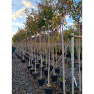 Prunus 'Umineko'