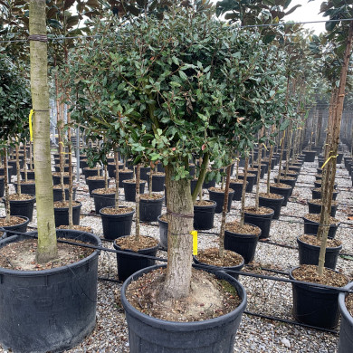 Quercus ilex