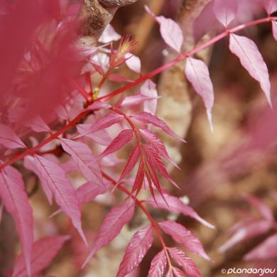 Toona sinensis 'Flamingo'