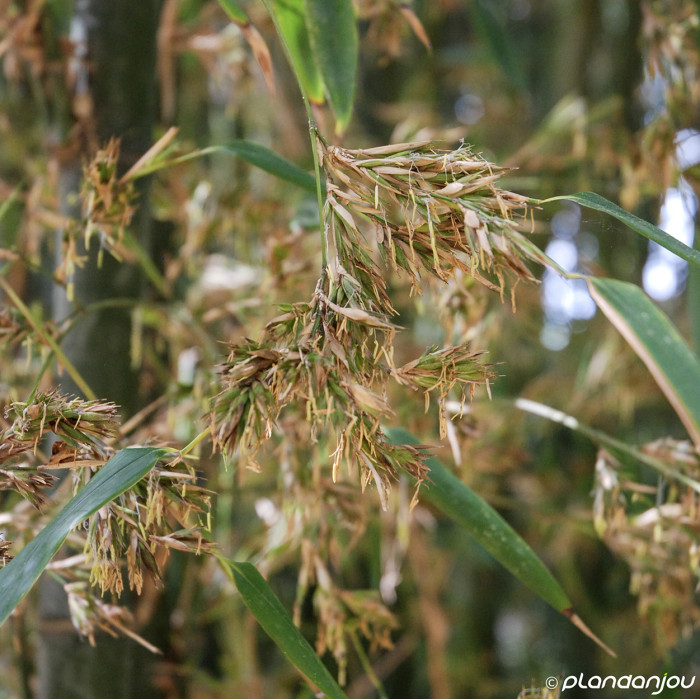 Phyllostachys nigra
