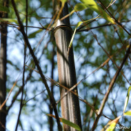 Phyllostachys nigra
