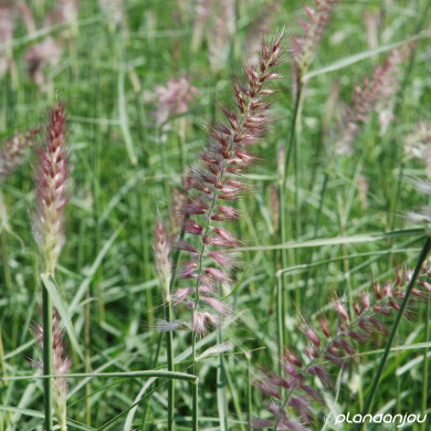 Pennisetum 'Karley Rose'®