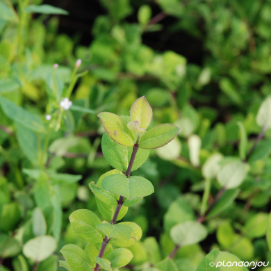 Lonicera fragrantissima