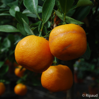 Calamondin