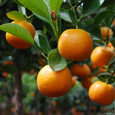 Calamondin